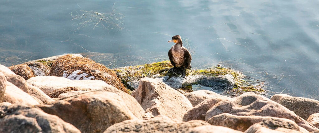 Stejlepladsen-249-lav-1024x427-1